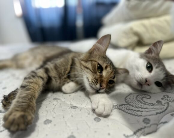 Mina & Stitch