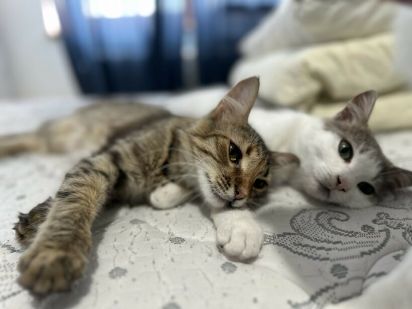 Mina & Stitch