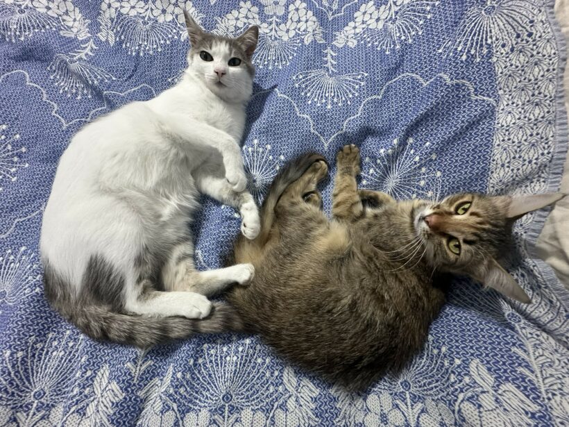 Mina & Stitch