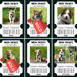 Sieben Hunde starten in einen neuen Lebensabschnitt – helfen Sie, noch mehr Leben zu verändern