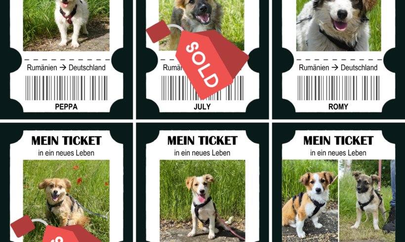 Sieben Hunde starten in einen neuen Lebensabschnitt – helfen Sie, noch mehr Leben zu verändern
