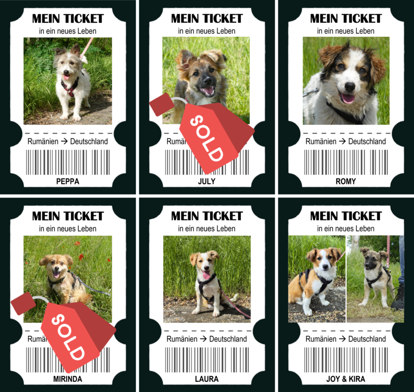 Sieben Hunde starten in einen neuen Lebensabschnitt – helfen Sie, noch mehr Leben zu verändern