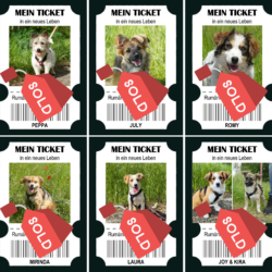 Sieben Hunde starten in einen neuen Lebensabschnitt – helfen Sie, noch mehr Leben zu verändern