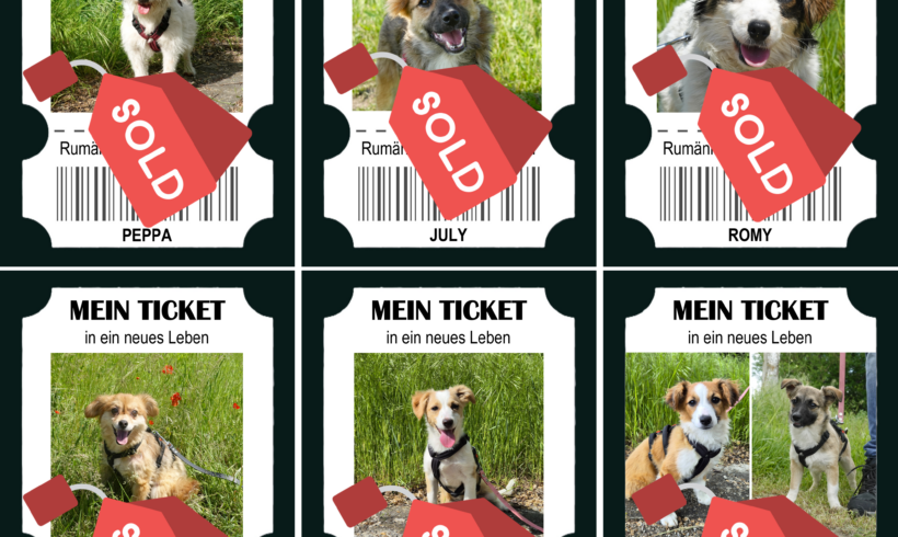 Sieben Hunde starten in einen neuen Lebensabschnitt – helfen Sie, noch mehr Leben zu verändern