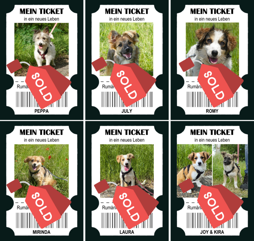 Sieben Hunde starten in einen neuen Lebensabschnitt – helfen Sie, noch mehr Leben zu verändern
