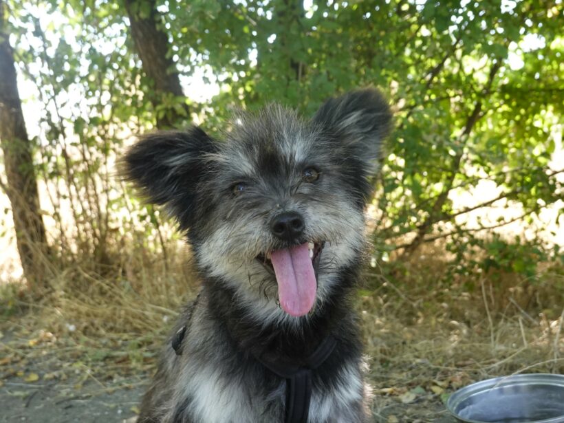 Archie Archie