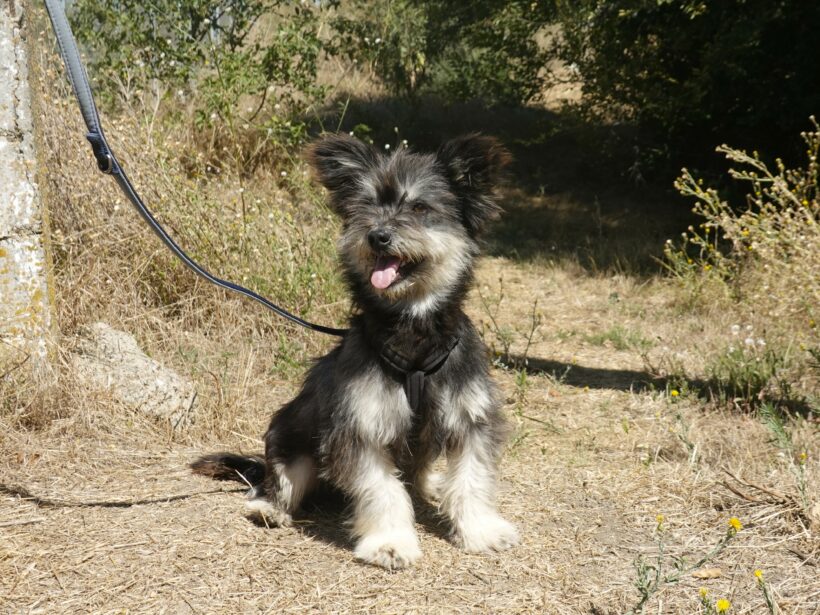 Archie Archie