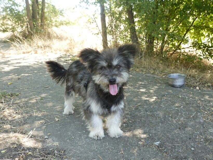 Archie Archie