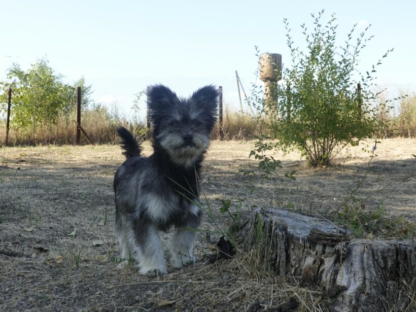 Archie Archie