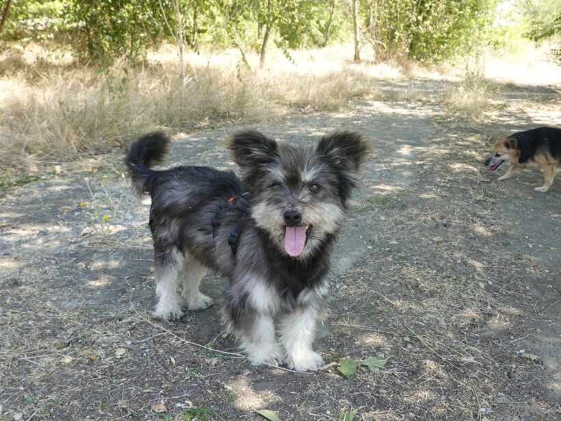 Archie Archie