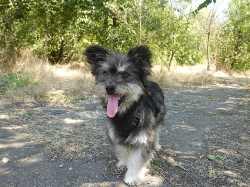 Archie Archie