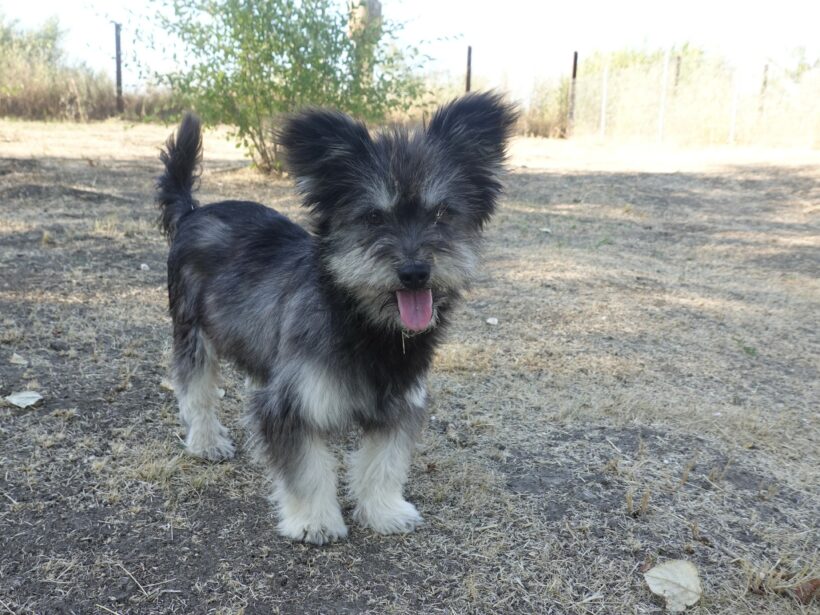 Archie Archie