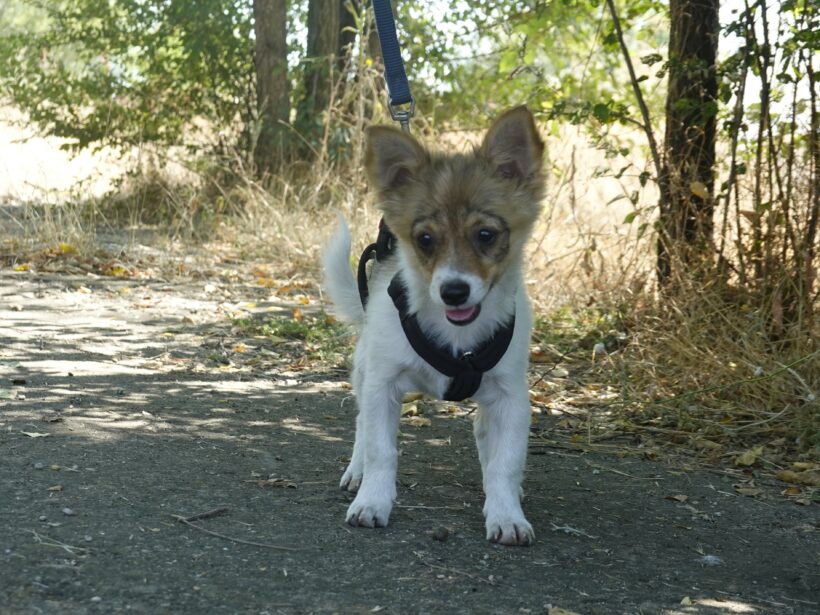 Fanny