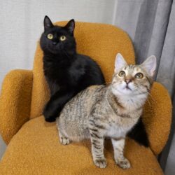 Sienna & Nero