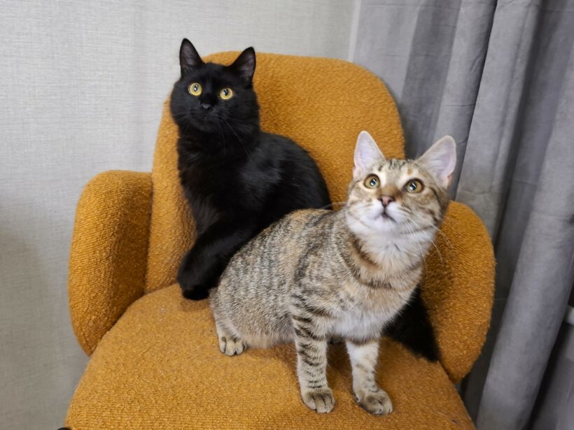 Sienna & Nero Sienna & Nero