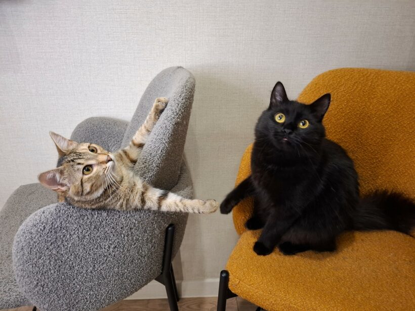 Sienna & Nero Sienna & Nero
