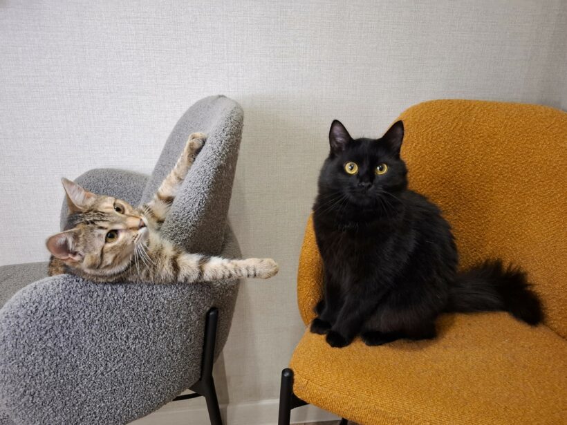Sienna & Nero Sienna & Nero