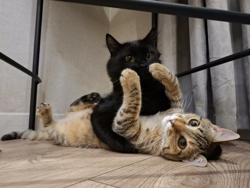 Sienna & Nero Sienna & Nero